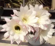 DSC01441 - 2011-05-10 - echinopsis sonne.webp
