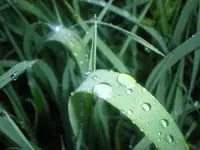 Regentropfen.webp