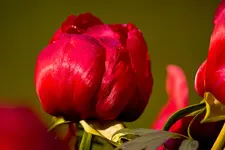 Botanische Erlangen  (27 von 215).webp