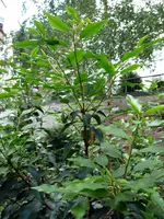 P1010876.webp