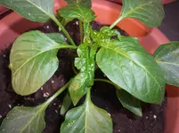 CIMG3787.webp