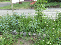 Beinwell und Margeritten.webp
