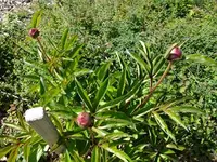 DSCF8569.webp