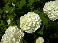 DSCF8612.webp