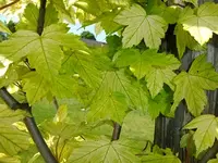 DSCF8616.webp