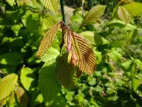 DSCF8619.webp