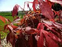 DSCF8628.webp
