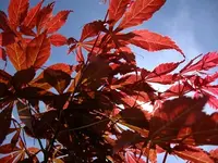 DSCF8632.webp