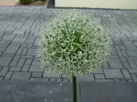 Allium weiss.webp