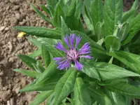 Distel vermutlich.webp