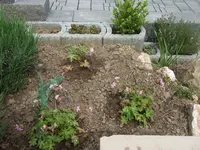 geranium.webp