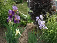 Iris lila+weiss+hellblau.webp