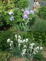 Iris weiß+hellblau.webp