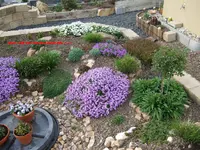 hochstamm vorgarten.webp