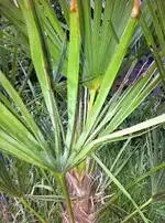 garten im mai11 026.webp