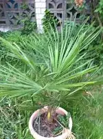garten im mai11 024.webp
