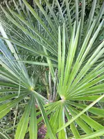 garten im mai11 025.webp
