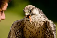 Tambach, Greifvögel und Flugshow (57 von 128).webp