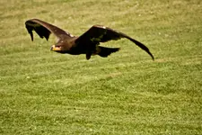 Tambach, Greifvögel und Flugshow (91 von 128).webp