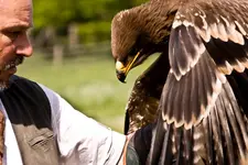 Tambach, Greifvögel und Flugshow (97 von 128).webp