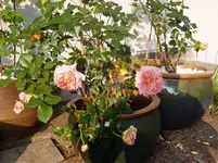 2011 05 11 001.webp