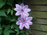 2011 05 11 004.webp
