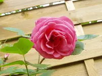 2011 05 11 006.webp