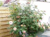 2011 05 11 009.webp