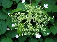 2011 05 11 010.webp