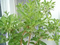ALIM3070.webp