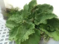 Foto.webp