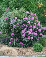 Rhodi beginnt zu blühen_kleiner.webp