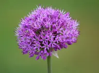 Allium afantunesis1_kleiner.webp