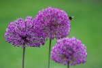 Allium Purple Sensation1_kleiner.jpg