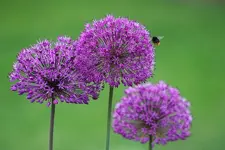 Allium Purple Sensation1_kleiner.webp