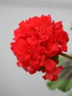 erste Geranienblüte_kleiner.webp