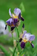 Iris_kleiner.webp