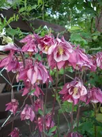 Mai2.webp