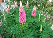 Mai3.webp