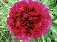 Mai5.webp