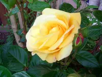 Rose gelb.webp