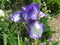 IMG_artic fancy_1067x800.webp