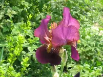 IMG_kräftig rosa hänge lila_1067x800.webp