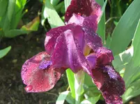 IMG_nana aubergine_1067x800.webp