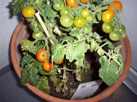 100_2708.webp