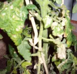 100_2709.webp