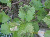 IMGP0153.webp