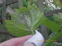 IMGP0154.webp