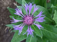 flockenblume.webp