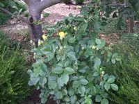 leckerduftrose.webp